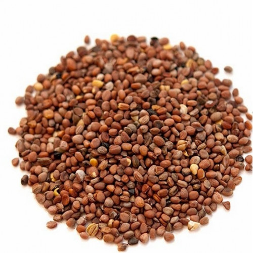 بذور الفجل بذور الفجل