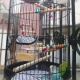 قفص طيور دائري كبير Round bird cage من الحديد المطاوع قفص طيور دائري كبير Round bird cage من الحديد المطاوع