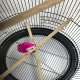 قفص طيور دائري كبير Round bird cage من الحديد المطاوع قفص طيور دائري كبير Round bird cage من الحديد المطاوع