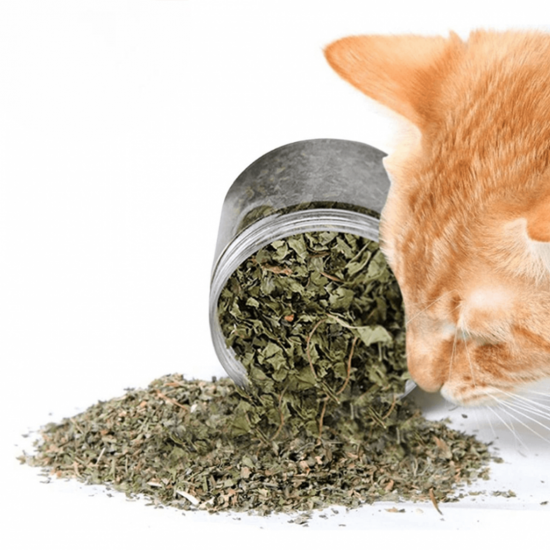 علبة كاتنيب نعناع بري طبيعي ( Catnip ) كمية اكبر علبة كاتنيب نعناع بري طبيعي ( Catnip ) كمية اكبر