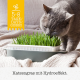 GimCat Hydro Grass عشب القطط الطازج ينمو خلال 5 إلى 8 أيام GimCat Hydro Grass عشب القطط الطازج ينمو خلال 5 إلى 8 أيام