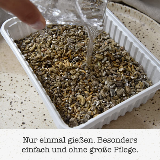 GimCat Hydro Grass عشب القطط الطازج ينمو خلال 5 إلى 8 أيام GimCat Hydro Grass عشب القطط الطازج ينمو خلال 5 إلى 8 أيام