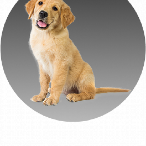 مستلزمات الكلاب