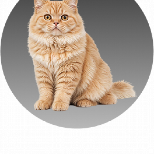 مستلزمات القطط