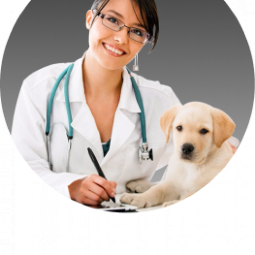 مستلزمات الحيوانات الصغيرة