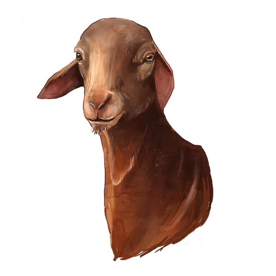 سواكني هرفي