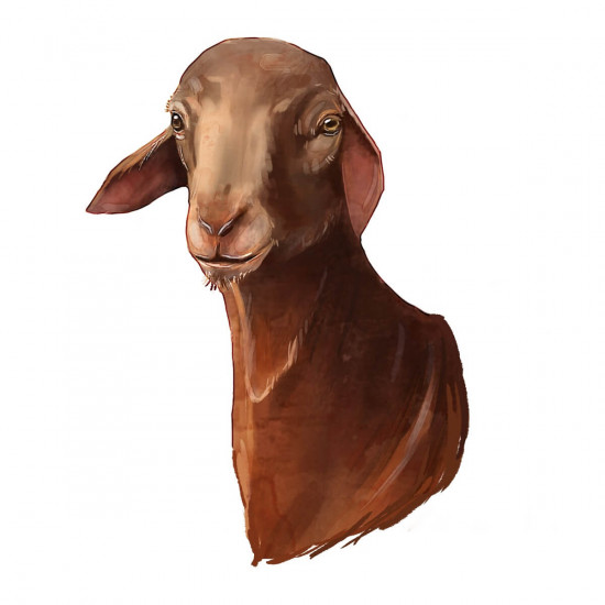 سواكني جذع