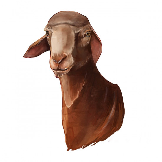 سواكني جذع جبر