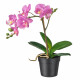 نبات صناعي في آنية, أوركيد بنفسجي, 9 سم