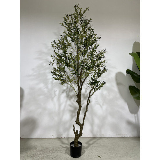 شجرة الزيتون 240 سم شجرة الزيتون 240 سم