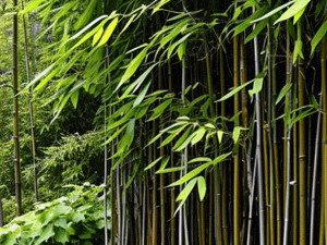 الأشجار الطبيعية والصناعية – أيهما الأفضل لديكور منزلك؟