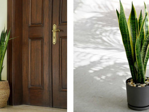 نبات الصبار: لمسة خضراء طبيعية في ديكورك الداخلي