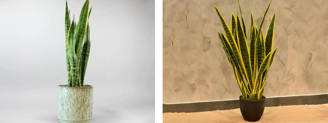 كل ما تحتاج معرفته عن نبات الصبار الصناعي