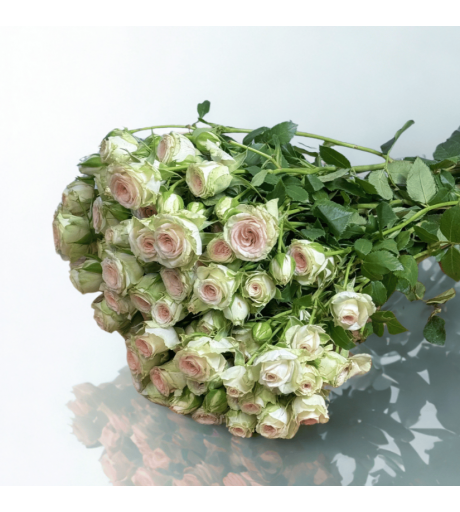 بيبي جوري أبيض