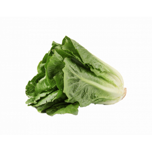 خس طويل طازج