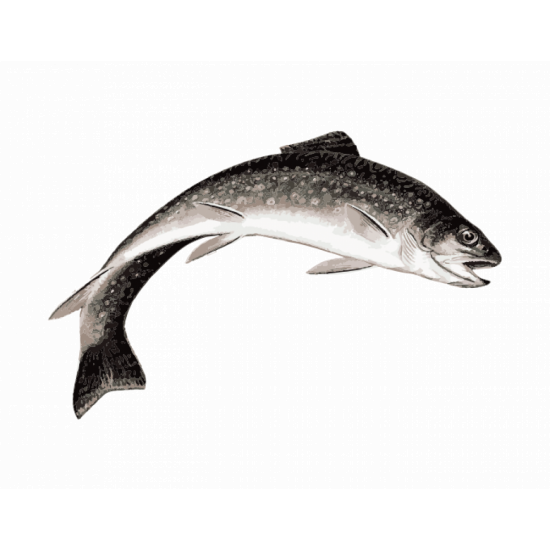 سمك سلمون طازج كبير 5-6