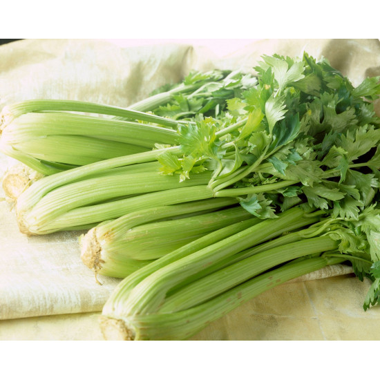 كرفس عضوي ربطة ال طالب كرفس عضوي ربطة ال طالب