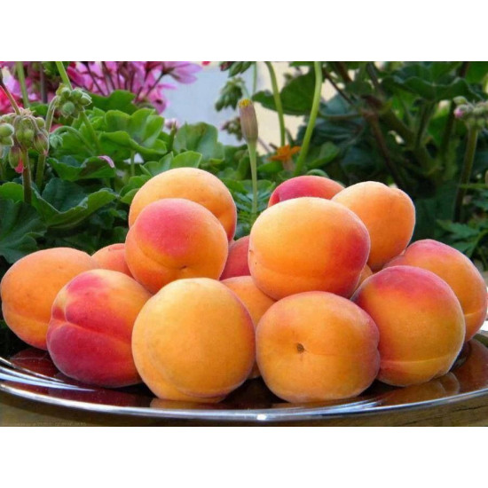 مشمش الوطنية 1 كجم طبيعي مشمش الوطنية 1 كجم طبيعي