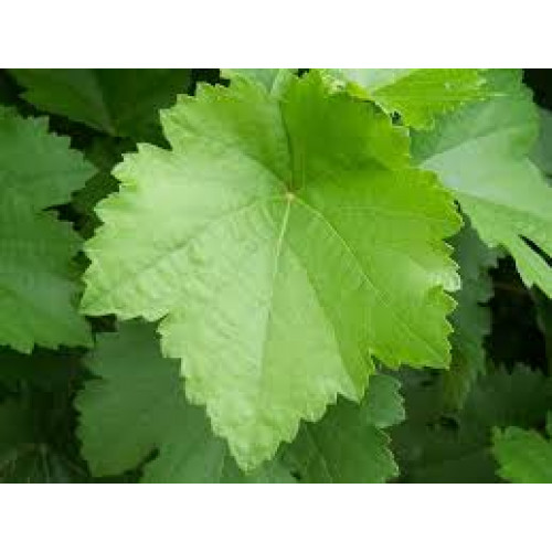 ورق عنب عضوي كرتون 500جم الوطنية ورق عنب عضوي كرتون 500جم الوطنية