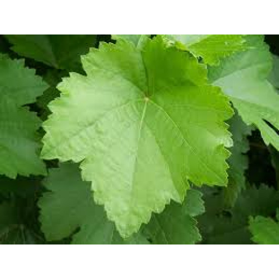 ورق عنب عضوي كرتون 500جم الوطنية ورق عنب عضوي كرتون 500جم الوطنية