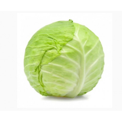 ملفوف اخضر عضوي مزرعة الشهوان ملفوف اخضر عضوي مزرعة الشهوان