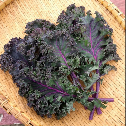 كيل احمر عضوي طبق مزرعة السلوى كيل احمر عضوي طبق مزرعة السلوى