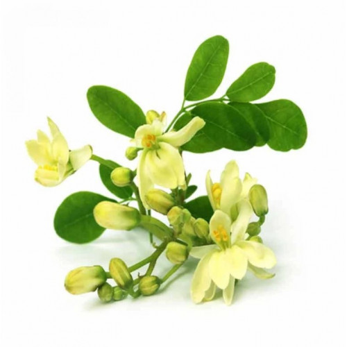 زهرة المورينجا العضوية الطازجة 50 جم مزرعة السلوي