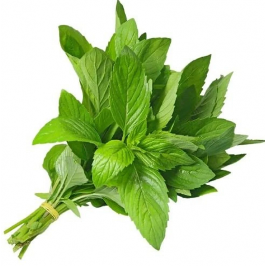 ملوخية طازجة عضوية ربطة مزرعة السلوى 