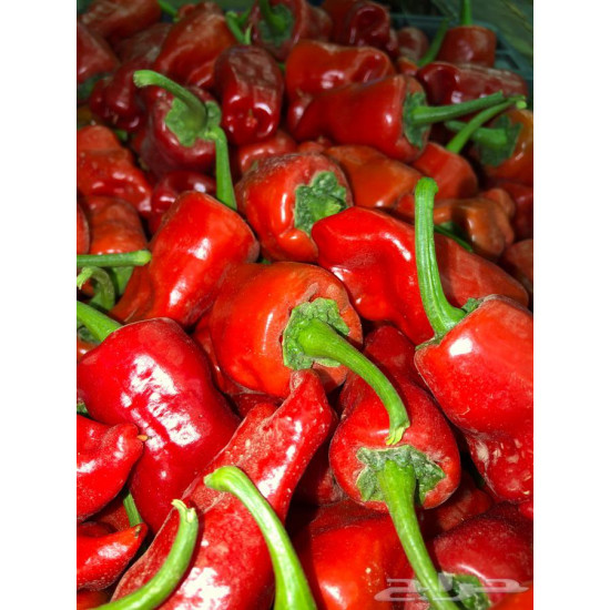 فلفل نعجان احمر عضوي طبق مزرعة الشهوان فلفل نعجان احمر عضوي طبق مزرعة الشهوان