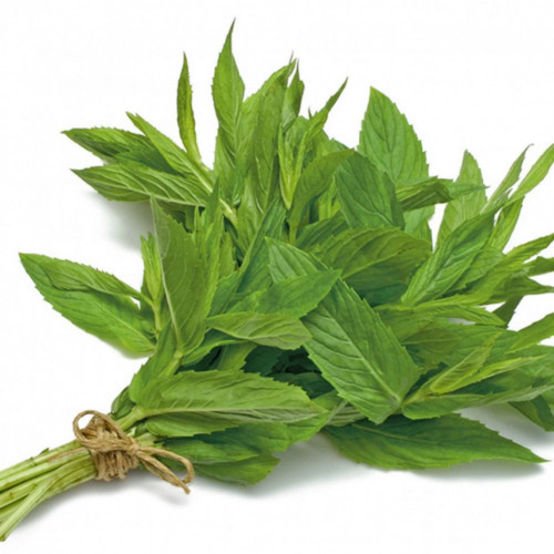 حبق عضوي طازج مزرعة بيت الاستنبات العضوية حبق عضوي طازج مزرعة بيت الاستنبات العضوية