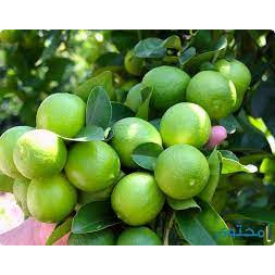 ليمون اخضر طازج عضوي 450جم السلوى