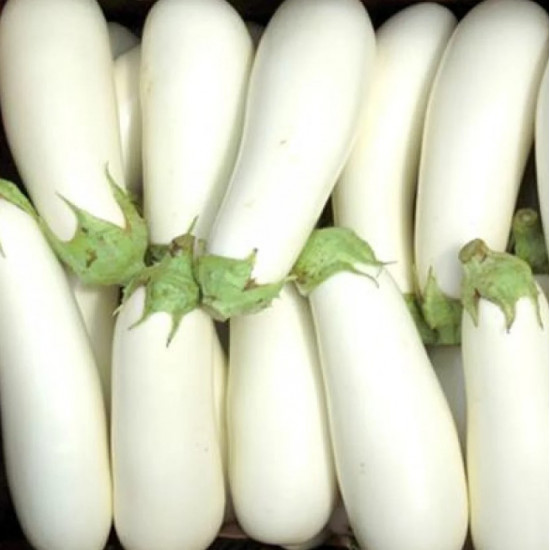 باذنجان ابيض طويل عضوي 1 كجم مزرعة السلوى العضوية باذنجان ابيض طويل عضوي 1 كجم مزرعة السلوى العضوية