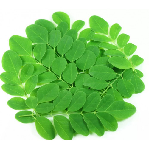 اوراق المورينقا العضوية الطازجة طبق مزرعة بيت الاستنبات العضوية اوراق المورينقا العضوية الطازجة طبق مزرعة بيت الاستنبات العضوية