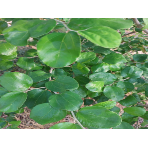 ورق سدر طازج عضوي السلوى ( طبق ) ورق سدر طازج عضوي السلوى ( طبق )