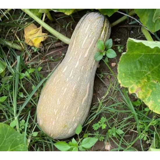 قرع بلدي كبير ( حبه ) الوزن من 3-4 كجم منتج نظيف مفحوص تعاونية البطين قرع بلدي كبير ( حبه ) الوزن من 3-4 كجم منتج نظيف مفحوص تعاونية البطين