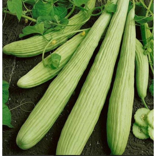 قثاء طويله كرتون منتج مفحوص تعاونية الباطين قثاء طويله كرتون منتج مفحوص تعاونية الباطين