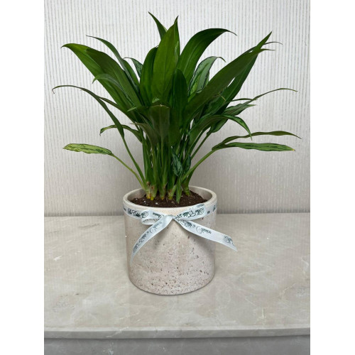 شتلة سباثيفايلم  شتلة سباثيفايلم