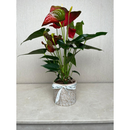 شتلة أنثوريوم شتلة أنثوريوم