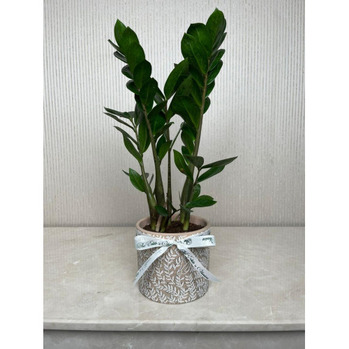 شتلة زاميا شتلة زاميا