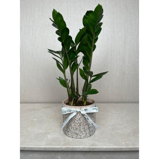 شتلة زاميا شتلة زاميا