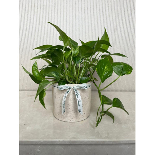 شتلة البوتس شتلة البوتس